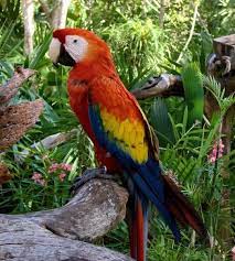 Scarlet Macaw Rainforest Animals Parrot Amazon Animals