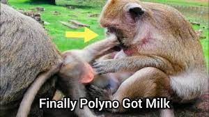 Polyno baby monkey