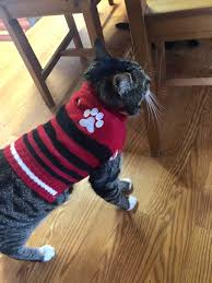 Instead of asking yourself why you wasted your money, direct that mental energy toward making a diy cat toy for your feline with stuff you already have. Alternatives To The Cone Of Shame For Cats Animal Hospital Of Sussex County