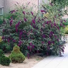 In our area, these shrubs are almost herbaceous, that is, after most winters they die to the ground. Black Knight Butterfly Bush Buddleia American Meadows