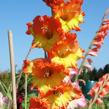 Image result for Gladiolus magnificus