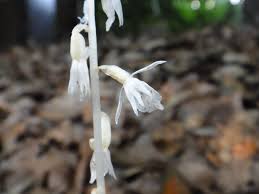 Image result for Epipogium roseum