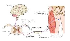 The central nervous system (cns) is the part of the nervous system consisting primarily of the brain and spinal cord.the cns is so named because the brain integrates the received information and coordinates and influences the activity of all parts of the bodies of bilaterally symmetric animals—i.e., all multicellular animals except sponges and jellyfish. The Central Nervous System Scottish Acquired Brain Injury Network E Learning