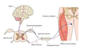 Want to learn more about it? The Central Nervous System Scottish Acquired Brain Injury Network E Learning