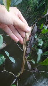 Image result for Malouetia