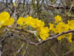 Image result for Rhigozum zambesiacum