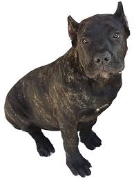 All our puppies come with registration documents, health guarantee, recent shots, crate and more. Bravo Kennel Llc Presa Canario Breeder