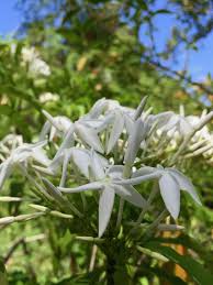 Image result for Alstonia venenata