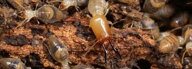 The first step in termite control is to find the termite nest. 7 Signs You Might Have Termites Marks Pest Control
