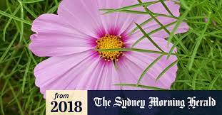 Best plant identification app android 2021. What Plant Is That New Online Guide Takes Away The Guesswork