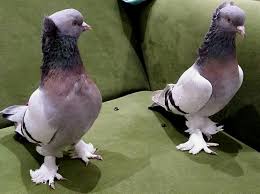 Pin By Blt Blt On Guvercin Pidgeon Animals And Pets Animals Pets