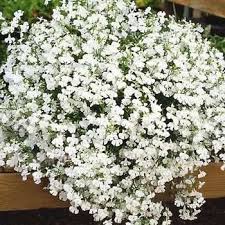 Pin By Marco Guedes On The M M Show Flowers White Gardens Flowers Perennials White Plants