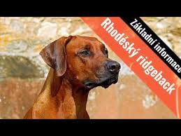 Image result for rhodéský ridgeback