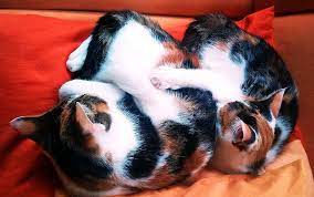Maybe you would like to learn more about one of these? Weltkatzentag Internationaler Katzentag 8 August 2021