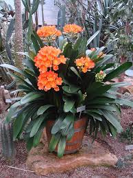 Image result for Clivia miniata