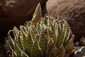 Image result for Aloe nuttii