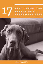 17 Best Large Dog Breeds For Apartment Life Apartment Dogs Apartment Dogs Breeds Best Large Dog Breeds