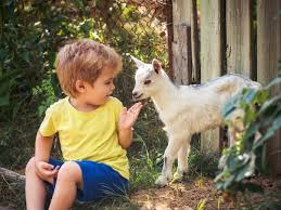 At the peaceable kingdom petting zoo, we come to you! 9 Best Petting Zoos In Nyc For Kids