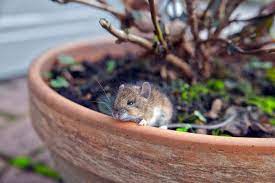 How do you keep mice out of your garden. 4 Plants To Keep Mice From Invading Your Yard And Home The Practical Planter
