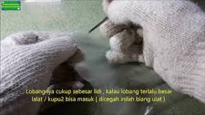 Cara mengatasi buah jambu air agar tidak busuk. Mengatasi Jambu Biji Agar Bebas Ulat Belatung Youtube