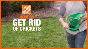 House crickets can cause minor damage to your home, but the real problem is the annoying racket they make. How To Get Rid Of Crickets The Home Depot
