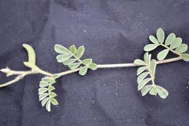 Image result for Tephrosia pumila