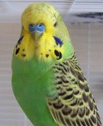 Tips For Caring For Your First Pet Budgie Parakeet