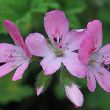 Image result for Pelargonium graveolens