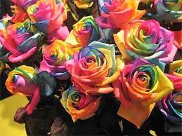 Make Your Own 5 Rainbow Rose Bush Seeds Shrub Rosa Flower Rose Bush Seeds Rainbow Roses Flowers