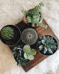 Face flori de un galben auriu chiar în mijlocul iernii când planta, cățărătoare, este acoperită de un strat gros de zăpadă. Plantele De Apartament Care Rezista Cel Mai Bine Pe Perioada Iernii Floria Blog