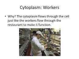 The low histamine diet is gaining attention. Cell Analogies Restaurant Ppt Video Online Download