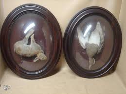 Rare Cadre Nap Iii Taxidermie Cabinet De Curiosite Decoration Haute Savoie Leboncoin Fr Taxidermie Cabinet De Curiosite Cadre