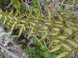 Image result for Cheilanthes viridis
