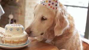 We did not find results for: Happy Birthday Dog Gifs Get The Best Gif On Giphy