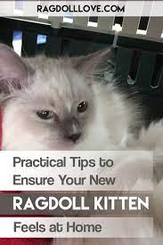 Practical Tips For Transitioning Your Ragdoll Kitten Into Your Home It S Important To Take The Time To Prepare Your Ragdoll Kitten Kitten Proofing Kitten Care