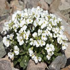 Image result for Arabis alpina