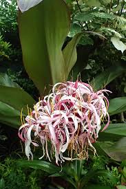 Image result for Crinum aurantiacum