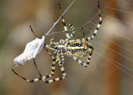 hier freut sich eine radnetzspinne aufs futter ihre gefesselte beute wartet aracnideos animais