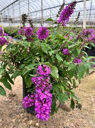 Image result for Indigofera roseo-caerulea