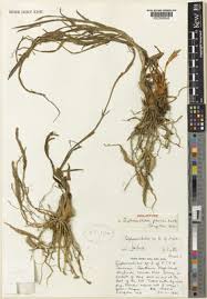 Image result for Siphonochilus kilimanensis