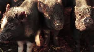 Shop in store or online with free uk delivery on eligible orders. Buying A Miniature Pig As A Pet Kew Little Pigs