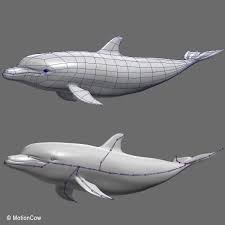 Bottlenose Dolphin 3d Model Bottlenose Dolphin Dolphins 3d Model