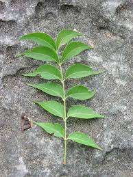 Image result for Sapindus saponaria