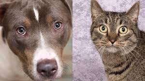 Animal shelters by location, find the animal shelter nearest you. Game To Determine Discounted Adoption Fee At Nashville Animal Shelter Wkrn News 2
