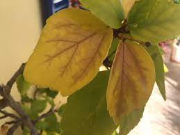 Why Are My Hibiscus Leaves Turning Yellow With Brown Patches Hibiscus Leaves Tropical Flower Plants Yellow Hibiscus