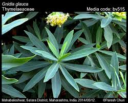 Image result for Gnidia