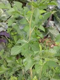 We did not find results for: Woody Perennial Weeds