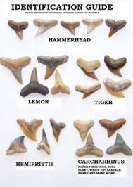 35 Best Shark Teeth Crafts Images In 2019 Shark Teeth