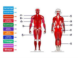 The frontal plane divides the body into a front and back. Muscular System Teaching Resources