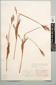 Image result for Juncus kraussii